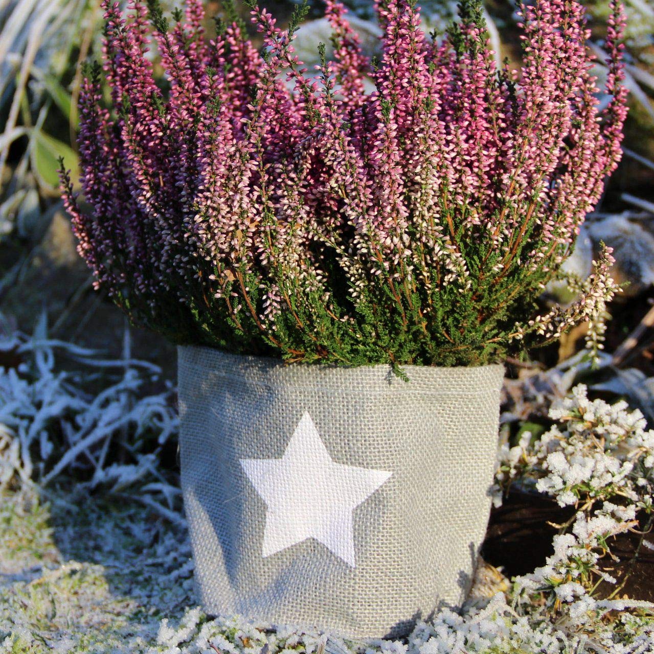 afp-winterschutz-k-bel-jute-stern-grau-8x10-cm-bertopf image 2
