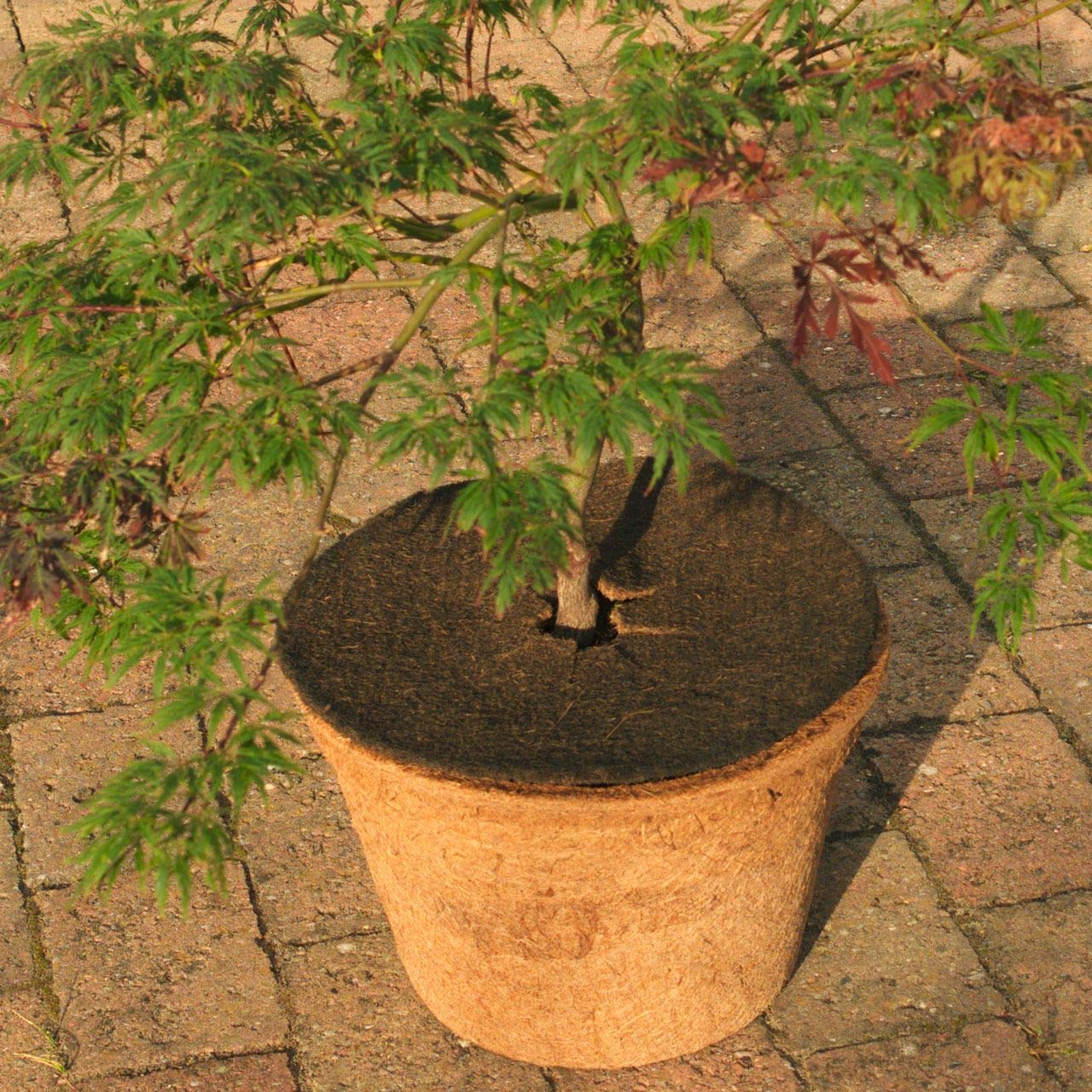 afp-mulchscheiben-kokos-abdeckscheibe-mulchscheibe-25cm-dunkelbraun image 2
